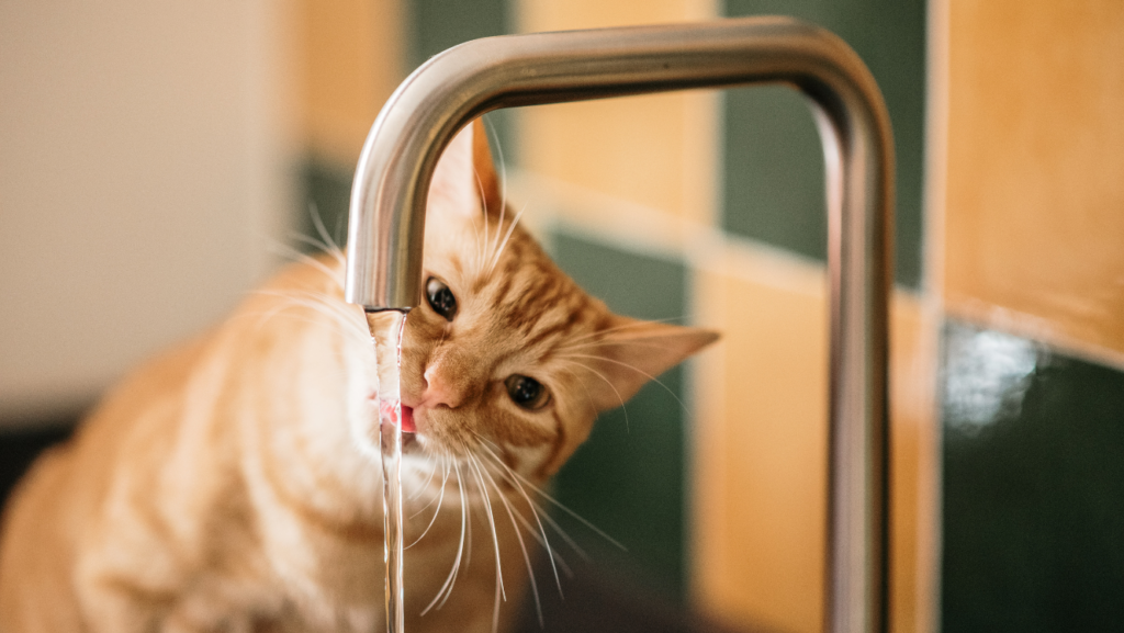 Kot pijący wodę z kranu bezdotykowego